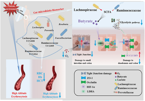 Figure 9. The potential mechanism of gut microbiota biomarkers to help maintain human health at the plateau.