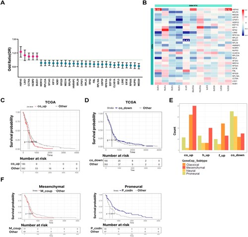 Figure 2. Co-regulation of HSPA5 and FGFR1 and survival characteristics across GBM subtypes. (A) Forest plot with HRs. Only selected 30 Clinically Significant Gene Sets(CSGs) from Cox analysis are shown. The HRs are presented as the centers of the error bars. The error bars range from the lower to the upper 95% confidence limit. A positive association between gene expression and mortality rate is displayed in a pink color. A negative association is displayed in a blue color. (B) Correlation analysis of RTK and CSG. Color gradient indicates correlation coefficient(r). We restricted the color gradient range to – 0.4–0.4 for display.(C) Survival analysis of the entire data set compared to co_up in TCGA data. (D) Survival analysis of the entire data set compared to co_down in TCGA data. (E) Integrated analysis of the expression pattern between the transcription-based subtype and HSPA5 and FGFR1. Count indicates The number of patients corresponding to each subtype within each group. (F) Differences in survival analysis according to the HSPA5 and FGFR1 expression patterns in the mesenchymal and proneural subtypes.