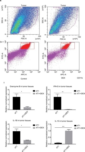 Figure 3 DEX inhibits tumor proliferation by affecting immune cells.Note: DEX inhibits the growth of 4T1 xenografts in vivo. After 9 days of DEX treatment, the volume of transplanted tumors in the control and the DEX groups was statistically significant (A). DEX can reduce the spleen of tumor-bearing mice. Spleens 1 and 2 were in the DEX treatment group, and spleens 3 and 4 in the control group (B). Effect of DEX on CD4+ T cell, CD8+ T cells, and Treg cells in draining lymph nodes of 4T1 xenografts (C) and its statistic graph (D–F). After DEX treatment, CD4+/CD45+ and CD8+/CD45+ are upregulated, and Treg cells are downregulated. The MDSCs are downregulated in the tumor tissues, the difference is statistically significant (G and H). There was an effect of DEX on inflammatory factors in the tumor tissues: positively regulated cytokines like Granzyme B, IFN-γ, and il-1B were downregulated, and negatively regulated cytokines like IL-10 were upregulated. The difference was statistically significant (I). All data were analyzed by using chi-squared test. P<0.05 was considered to be significant (*P<0.05, **P<0.01, ***P<0.001, ****P<0.0001).Abbreviations: DEX, dexamethasone; IFN, interferon; MDSC, myeloid-derived suppressor cells.