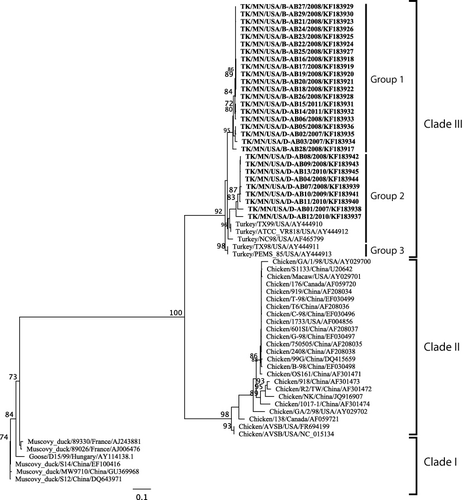 Figure 1. Phylogenetic tree of ARV S3 ORF sequences. The TRV S3 sequences generated from this study are in bold. The three major clades are illustrated in brackets while the three turkey groups are represented with a solid line.