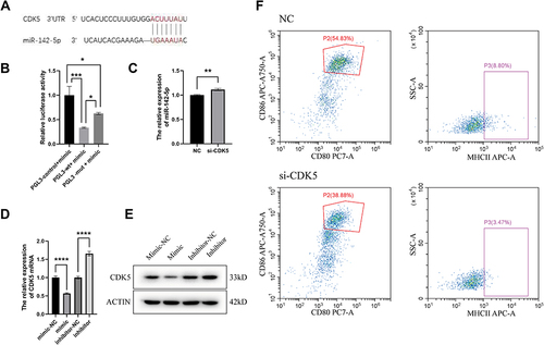 Figure 6 miR-142-5p targets CDK5 to mediate the regulation of DC maturation by Tfhs derived from AR mice. (A) The potential miR-142-5p target sites in CDK5 transcript. (B) Levels of relative luciferase activity in HEK293T cells following transfection with PGL-3-control-WT-miR-142-5p mimics, PGL-3-CDK5-WT-miR-142-5p mimics and PGL-3-CDK5-MT-miR-142-5p mimics respectively (1 μg). The relative luciferase activity refers to the ratio of firefly luminescence/renilla luminescence. (C) Relative expression of miR-142-5p after CDK5 knockdown. (D) CDK5 expression level under overexpression or inhibition of miR-142-5p by RT-qPCR. The values shown are mean ± SD of three independent experiments. * P < 0.05; ** P < 0.01; *** P < 0.001; **** P < 0.0001. (E) CDK5 expression level under overexpression or inhibition of miR-142-5p by Western Blot. (F) Flow cytometry assesses the CD80, CD86 and MHCII expression on the surface of DCs by inhibiting CDK5. Dot plots with the label for the proportion of CD80+ CD86+ or MHCII+ cells are representative of at least three independent experiments.
