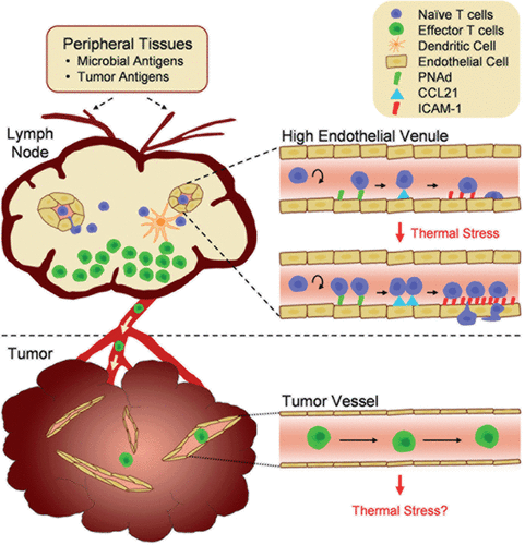 Figure 1. Tumor immunity depends on the generation of tumor-reactive T cells in the lymph node compartment and subsequent trafficking to the tumor microenvironment. Antigens derived from microbial pathogens or tumor cells in peripheral tissues are carried by dendritic cells to draining lymph nodes via the afferent lymphatic network. Naïve T cells enter lymph nodes across high endothelial venules (HEVs) and proliferate in response to antigen presentation by dendritic cells. Following exit of effector T cells via the efferent lymphatics, these cells circulate throughout the body in search of cognate target cells. The inset illustrates how fever-range thermal stress improves immune surveillance by increasing naïve T cell trafficking across HEVs. Thermal stress modifies the intravascular landscape in HEVs by increasing the density of trafficking molecules (CCL21 and ICAM-1) that support lymphocyte extravasation. Vessels within tumor sites are hypothesized to be non-permissive to effector T lymphocyte trafficking. Thus, effector T cells are physically segregated from tumor cell targets, providing one potential tumor escape mechanism. The role of thermal stress in regulating endothelial adhesion in tumor vessels remains to be determined.