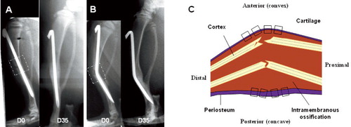 Figure 1. Lateral view of tibia at day 0 and day 35 postfracture, fixed in straight alignment (A) and anterior angulation (B). The broken squares in the X-ray images (panels A and B) depict the dissected sample for microscopic analysis of longitudinal sections shown in the schematic illustration (C). The small dotted squares in the drawing of the dissected sample represent the 8 microscopic fields studied in each tissue section for morphological and semi-quantitative analysis of NPY immunoreactivity. D = day.