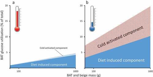 Figure 1. Summary of the potential change in glucose utilisation by brown and beige fat between (A) warm and (B) cool ambient temperature increases. Overall the fraction of whole body-glucose utilisation increases in parallel with an increase in the amount of brown and beige fat, but this is lower in the warm. It is based on calculated estimates of glucose oxidation in adult humans as determined in the cold (e.g.Citation13) or after feeding (e.g.Citation40).