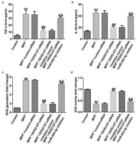 Figure 5. Effects of lncRNA SOX2-OT inhibition on the inflammatory response and oxidative stress in MPP+-induced SH-SY5Y cells. (a) and (b) TNF-α and IL-1β levels in treated SH-SY5Y cells were measured by ELISA. (c) and (d) The intracellular level of reactive oxygen species (ROS) release and superoxide dismutase (SOD) activity