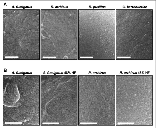 Figure 7. Mucorales do not possess a morphologic correlate of A. fumigatus rodlet hydrophobins (A) Scanning electron micrographs of resting spores of A. fumigatus ATTC 46645 (shows approximately 10 nm wide rodlets), R. arrhizus CBS 110.17, R. pusillus CBS 245.58, and C. bertholletiae CBS 187.84. Scale bar = 200 nm. (B) Scanning electron micrographs of native and hydrofluoric acid treated (48%, 72 h) resting spores of A. fumigatus ATTC 46645 and R. arrhizus CBS 110.17. Scale bar = 200 nm