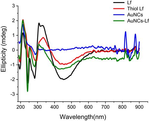 Figure 2 CD spectra of lactoferrin (“Lf”), thiolated lactoferrin (“Thiol Lf”), unmodified gold nanocages (“AuNCs”) and lactoferrin-bearing gold nanocages (“AuNCs-Lf”).