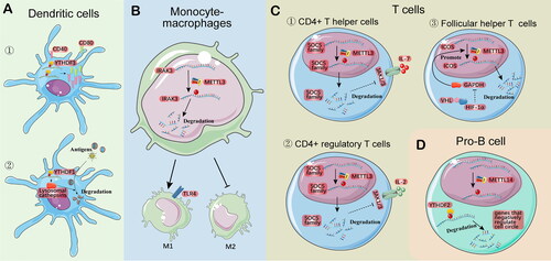 Figure 2. m6A modifications regulate immune homeostasis. A. m6A increases the translation of co-stimulatory molecules such as CD40 and CD80 to promote the maturation of DC; On the other hand, m6A promotes the translation of lysosomal cathepsins, enhances the degradation of foreign antigens, and weakens the antigen presentation function of DCs. B. The m6A modification of IRAK3 promotes its self-degradation, abolishes the inhibitory effect of IRAK3 on the TLR signalling pathway, and facilitates the differentiation of Monocyte-macrophages into M1. C. ① m6A promotes the degradation of SOCS family genes, prevents its inhibitory effect on IL-7-regulated STAT5 activation, and eventually induces T cell differentiation into CD4 + T helper cell; ② The functional maintenance of CD4+ regulatory T cells requires the m6A-mediated decay of SOCS family genes to activate the IL-2-STAT5 signalling pathway. ③ The VHL-HIF-1α axis inhibits the promoting effect of GAPDH on METTL3 which can facilitate follicular helper T cell differentiation by increasing the degradation of ICOS (a key molecule in Tfh cell development). D. m6A increases the degradation of genes that negatively regulate the cell cycle, thus promoting the pro-B cell transition.