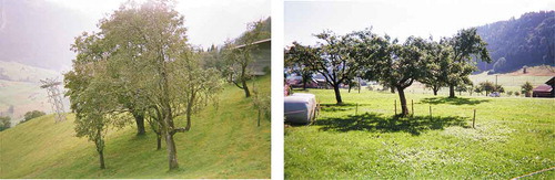 FIGURE 6. Fruit orchard. Source: Farmer 9 and 14.