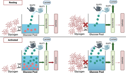 Figure 7. Model for glycogen and glucose metabolism in resting and activated platelets. Depicted is a working model to explain glycogen and glucose usage in resting and activated platelets. In resting platelets, an influx of glucose via GLUT1 fuels basal platelet bioenergetics and glycogen biosynthesis. The glycogen pools dynamically cycle (biosynthesis/degradation). When glycogen phosphorylase is inhibited (red X), glycogen accumulates and the bioenergetic balance shifts to aerobic glycolysis (high ECAR, low OCR). Upon activation with thrombin, glycogen stores are degraded plus additional glucose enters via GLUT3 from α-granules that mobilize to the platelet surface. This increases the flux of glucose through aerobic glycolysis, enhancing lactate production and shifting the bioenergetic balance. However, when glycogen phosphorylase is inhibited (red X), there is no additional activation-dependent increase in aerobic glycolysis or oxygen consumption. Our data suggest a biasing in the metabolic fates for the two pools of glucose, with that from glycogen being selectively directed to the TCA cycle and oxidation (OCR), while the extra-platelet glucose is channeled to lactate production (ECAR).
