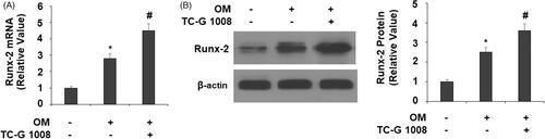 Figure 4. TC-G 1008 increased Runx-2 expression. Cells were incubated with osteogenic medium (OM) with or without GPR39 agonist TC-G 1008 (10 μM) for 14 days. (A) mRNA levels of Runx-2; (B) protein levels of Runx-2 (*, #, p < .01).
