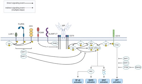 Figure 3. Inhibitory proteins of the BCR signaling cascade in CLL that predict TTFT. Various receptors induce SHP-1/SHIP-1-mediated antagonism of the BCR signaling pathway, a negative feedback mechanism initiated by Lyn. Furthermore, the inhibitory factors SLAMF1/7, FCMR, and ENDOG/PTEN may regulate the strength of the BCR response. Created with BioRender.com. BCR: B cell receptor; CLL: chronic lymphocytic leukemia; TTFT: time-to-first-treatment.