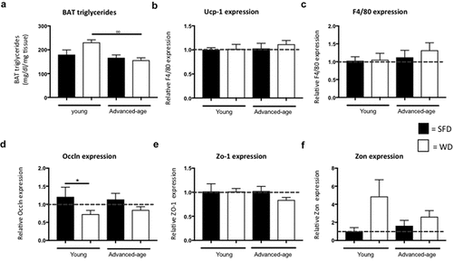 Figure 2. No difference in relative expression of Ucp-1 and F4/80 in BAT and Occln, Zo-1 and Zon in colon of advanced-age mice. (a) Triglyceride concentration in brown adipose tissue. (b-c) Relative expression of Ucp-1 (B) and F4/80 (C) in BAT. (d–f) Relative expression of Occln (D), Zo-1 (E) and Zon (F) in colon. ° = p < 0.05, °° = p < 0.01 and °°° = p < 0.001 between young and advanced-age mice kept on the same diet. SFD = standard-fat diet, WD = western-type diet, Ucp-1 = uncoupling protein- 1, Occln = occludin, Zo-1 = zona occludens-1 and Zon = zonulin.