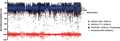 Figure 2. Screening small compound libraries. Results of 41,161 compounds (originating from Prestwick, Selleck, MicroSourse, LOPAC, and ChemDiv libraries) screened in the PCA high-throughput system. Blue dots represent ATG12-L1 WT + ATG3-L2 lysates + DMSO solvent (no compound, used as negative control, normalized to 0). Red dots represent ATG12-L1K54D + ATG3-L2 lysates + DMSO solvent (used as positive control for maximal inhibition, normalized to −100). Black dots each represent ATG12-L1 WT + ATG3-L2 lysates + library compounds (10 µM). Dashed red line represents the threshold (20% inhibition). Total screen hit rate is 1.9%, and Z’ score is 0.76. X-axis corresponds to the well number, corresponding to all three types of samples (controls and compounds).