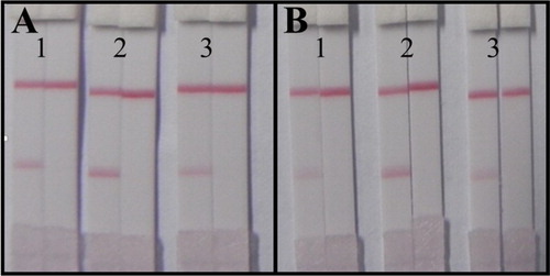 Figure 6. The optimization of the lateral-flow ICA strip. (A) Strip with coating antigen at 0.5 mg/mL: 1. GNP-labeled mAb under pH 8.0; 2. GNP-labeled mAb under pH 9.0; 3. GNP-labeled mAb under pH 10.0; (B) Strip with coating antigen at 1 mg/mL: 1. GNP-labeled mAb under pH 8.0; 2. GNP-labeled mAb under pH 9.0; 3. GNP-labeled mAb under pH 10.0. (the left: negative sample at 0 ng/mL; the right: positive sample at 1 ng/mL.).