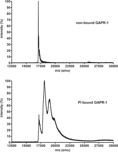 Figure 4. GAPR-1 binds multiple PI molecules. GAPR-1 was incubated with liposomes containing PI, PC and cholesterol (1:9:3) for 90 min at 37°C, after which liposomes were floated on a sucrose gradient. Subsequently, proteins were precipitated using chloroform and methanol. Non-bound GAPR-1 was directly precipitated from stock. After this precipitation, the proteins were resuspended in MALDI matrix suspension and loaded onto the mass spectrometer. Top panel: analysis of purified GAPR-1; bottom panel, GAPR-1 bound to PI-containing liposomes.