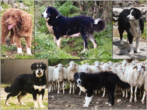 Figure 5. Typical Mannara dogs. (A) Seven-month-old female Mannara dog, with red and white coat. (B) Adult female Mannara dog with brindle tricolour coat. (C) Adult female Mannara dog with black and white (locally called ‘nun’) coat. (D) Seven-month-old male Mannara dog with black and tan coat (locally called ‘four-eyes’). (E) Adult male Mannara dog, with black and white (locally called ‘nun’) coat, while working with a sheep herd. Photos by courtesy of the breeders.