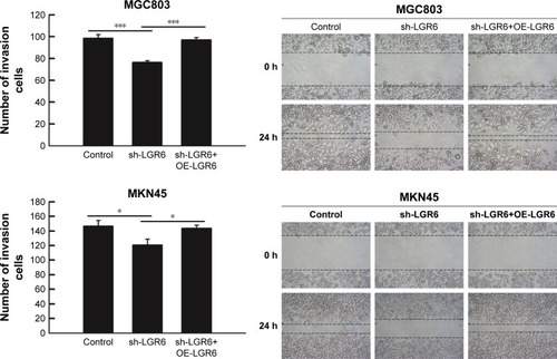 Figure 5 The effects of sh-LGR6 on invasion and migration of gastric cells.