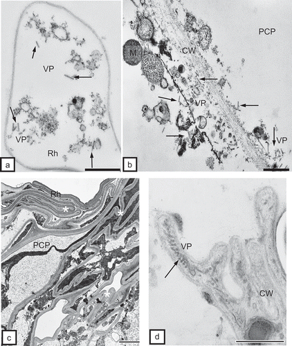 Fig. 3. a, Complete TRV particles (VP, arrows) of two lengths (L and S) in tobacco rhizodermis cell (Rh). Bar = 0.2 μm. b, Complete TRV PSG particles (VP) of two lengths (arrows) near cells wall (CW) of primary cortex parenchymal cell (PCP) of tobacco root. Cell wall has clearly loosened structure. M = mitochondria. Bar = 0.2 μm. c, Vast necrosis in rhizodermis (Rh) and primary cortex parenchyma (PCP) of tobacco root. Tissue system disrupted by strong deformations of cell walls (asterisks, CW). Bar = 1 μm. d, Complete TRV particles (VP) at cross-section (arrow) in an area isolated by deformed cell walls (CW) of rhizodermis. Bar = 0.1 μm.