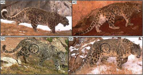 Figure 6. Pelage pattern variations on the dorsal surface of the right hindlimb and flank of snow leopards on the south bank of the Yage Valley. The two indeterminate individuals are numbered following capture details in Table 2. The Arabic numbers are references to possible individual snow leopards, and the capital letters are references to camera trapping sites (see Figure 1)