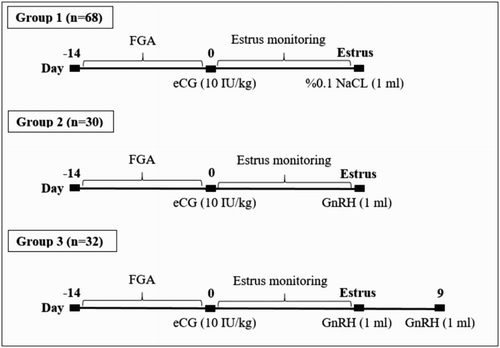 Figure 1. Treatment protocols in Awassi ewes.