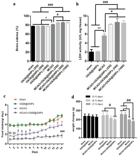 Figure 6 The effects of OX26@GNPs on: (A) Brain edema (*P<0.05, #P<0.05, ###P<0.001 between indicated groups), (B) brain LDH activity (**P<0.01, #P<0.05, ###P<0.001 between indicated groups), (C) food intake ($$P<0.01 in 1 and 2 days, $ P<0.05 in 3–6 days vs. sham and OX26@GNPs groups; ###P<0.001 in 1–14 days vs. sham and OX26@GNPs groups; *P<0.05 in 13 and 14 days vs. MCAO+OX26@GNPs group, 500 μg/mL, i.v.), D) body weight changes (# P<0.05 in 3–1 days; *P<0.05 and ## P<0.01 in 7–1 days between indicated groups).