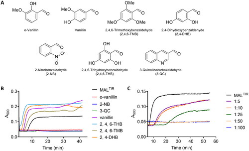 Figure 2. Turbidity assays of MALTIR in the presence of o-vanillin and its analogues. (A) o-Vanillin and its analogues. (B) MALTIR polymerisation (black line) was followed by measuring absorbance at 500 nm as a function of time with incubation at 30 °C. MALTIR at ∼87.5 µM was incubated with or without o-vanillin and its analogues at a MALTIR: compound (molar ratio) of 1:50. A representative of two independent experiments is shown. (C) o-Vanillin inhibits MALTIR filament formation in a concentration-dependent manner. MALTIR (∼90 µM) was incubated with the indicated MALTIR: o-vanillin molar ratios and turbidity analysed as in panel B. The result is typical of two independent experiments.