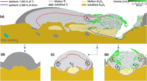 Figure 10. Representative simulation results which show the flow characteristics within the melt pool in the single track (L = 400 W, V = 400 mm/s and Ma = 4,096). (a) is taken from the cross-section A-A, and (b), (c) and (d) are respectively taken from the cross-sections B-B, C-C, and D-D, illustrated in Figure 2. (b), (c), and (d) show the melt pool results taken from the position of the double arrow illustrated in (a).