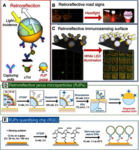 Figure 18 (A) Schematic diagram for the strategy of the proposed retroreflective cardiac troponin I (cTnI) sandwich immunoassay using RJP as an optical immunosensing probe. (B) Retroreflective road signs at night time. (C) Schematic illustrations and figures of retroreflective immunosensing surface before (left) and after (right) the white LED illumination. (D) Workflows of the functionalization procedures for streptavidin-modified retroreflective Janus particles and (E) the construction process of Hg2+ recognition layer on the gold-modified surface of retroreflective quantifying chips. Reprinted with permission from Han YD, Kim H-S, Park YM, Chun HJ, Kim J-H, Yoon HC. Retroreflective Janus microparticle as a nonspectroscopic optical immunosensing probe. ACS Appl Mater Interfaces. 2016;8(17):10767–10774.). Copyright 2016 American Chemical Society.Citation105 and Chun HJ, Kim S, Han YD, et al. Water-soluble mercury ion sensing based on the thymine-Hg2+-thymine base pair using retroreflective 1490 Janus particle as an optical signaling probe. Biosens Bioelectron. 2018;104:138–144. Copyright © 2018 Elsevier B.V.Citation106