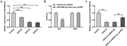 Figure 4. Effect of circ_NLRP1 silencing on expression of mmu-miR-199b-3p in mouse hippocampal neuronal cells under OGD stimulation. The upregulation of mmu-miR-199b-3p expression after OGD treatment. The result of luciferase assay (b). The elevation of mmu-miR-199b-3p expression after circ_NLRP1 silencing (c). ***p < 0.001, ###p < 0.001