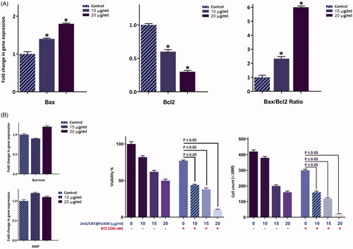 Figure 6. The effect of ZnO/CNT@Fe3O4 on the transcriptional activity of apoptosis-related genes. (A) After treatment of K562 cells with designated concentrations of the drug and harvesting the RNA, the expression of the indicated genes was measured using Rq-PCR after normalising the cycle threshold (Ct) of each triplicate against their corresponding HPRT. (B) The results of RQ-PCR analysis revealed that single agent of ZnO/CNT@Fe3O4 was unable to alter the expression of the anti-apoptotic members of IAP family, survivin and XIAP, which their expression regulate via NF-κB signalling pathway. Moreover, treatment of K562 cells with a proteasome inhibitor, Bortezomib (BTZ), increased the sensitivity of cells to ZnO/CNT@Fe3O4; suggestive of a contributory role of NF-κB signalling pathway in the cell response to nanocomposite. Values are given as mean ± standard deviation of three independent experiments. *p ≤ .05 represents significant changes from untreated control.