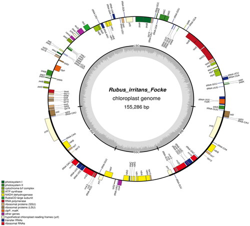 Figure 2. Genome map of R. irritans. The forward-encoding and reverse-encoding genes are located on the inner and outer sides of the circle, respectively.