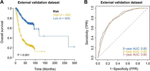 Figure 7 External validation of machine learning clinical prognosis model for postoperative patients with gastric cancer. (A) Survival analysis of the external validation set. Yellow represents the high-risk group and blue represents the low-risk group. (B) ROC analysis of risk score in external validation (1, 3, 5 years).