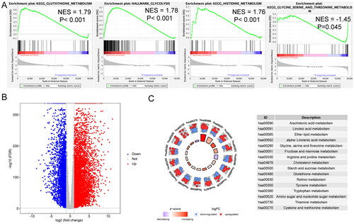 Figure 1. Metabolic difference between pancreatic ductal adenocarcinoma (PDAC) and normal pancreas samples. (A) Significant enrichment of metabolic pathways in PDAC samples compared with that in normal pancreas samples. NES: normalized enrichment score. (B) Volcano plot of genes differentially expressed in PDAC vs. normal pancreas samples. (C) Functional analysis of genes for metabolic pathways.