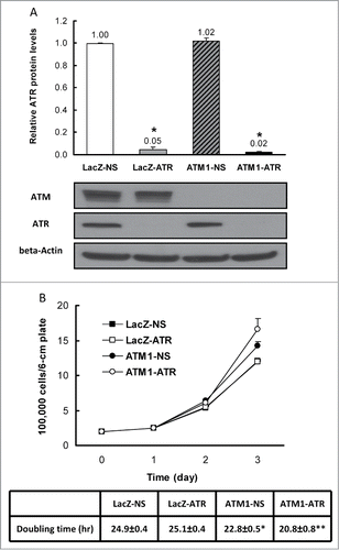 Figure 1. Validation of ATR depletion in HME-CCs and characterization of cell proliferation. (A) Quantification of ATR expression in HME-CC cell lines with representative protein gel blots. Whole cell extracts were used and results are presented in mean Relative ATR Protein Levels ±SE (n = 3). *indicates significant difference compared to LacZ-NS (P < 0.05). (B) Cell proliferation and doubling times of wild-type HME-CC (LacZ-NS) and HME-CCs deficient of ATR (LacZ-ATR), ATM (ATM1-NS) or both (ATM1-ATR). The doubling time for each cell line is displayed as mean Doubling time±SE (n = 3). *compared to LacZ-NS (P < 0.05); **compared to ATM1-NS (P < 0.05).