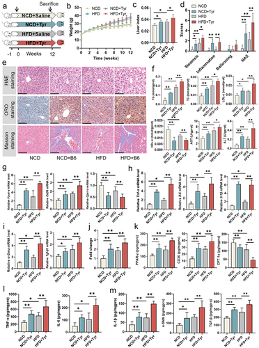 Figure 7. E. faecium B6-derived bioactive tyramine promoted NAFLD symptoms in mice. (a) Schematic diagram of the tyramine-treatment mice experiments. (b) Changes in body weight among the NCD, NCD+Tyr, HFD, and HFD+Tyr groups during. (c) Quantification of the liver index in mice. (d) Quantification of the steatosis score, inflammation score, ballooning score, and NAFLD activity score in mice. (e) Representative images of fixed liver sections with H&E, ORO, and masson staining, respectively. Magnification, × 200, the scale bar, 150 μm. (f) The concentrations of hepatic ALT, AST, TG, TC, LDL-c, and HDL-c. (g-i) the relative mRNA levels of Ppar-γ and its targeted genes involved in (g) lipid metabolism (Ppar-γ, Cd36, cpt-1α), (h) inflammatory response (tnf-α, il-6, il-1β), and (i) fibrosis (α-sma, tgf-β). (j) The transcriptional activity of PPAR-γ in mice livers was measured with the PPAR-γ transcription factor assay kit. (k-m) the concentrations of hepatic PPAR-γ and proteins involved in (k) lipid metabolism (PPAR-γ, CD36, CPT-1α), (l) inflammatory response (TNF-α, IL-6, IL-1β), and (m) fibrosis (α-SMA, TGF-β) based on ELISA analysis.