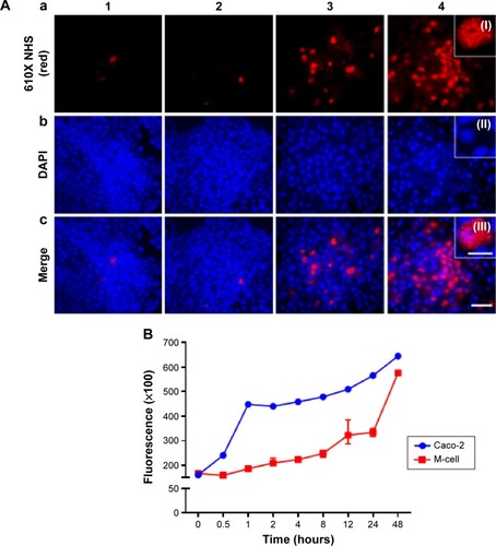 Figure 9 Uptake and release of fluorescent dye (Alexa Fluor 610X NHS ester) labeled nanodrug (FND) by M-cells.Notes: (A) Uptake of anti-GP2-conjugated nanodrug by M-cells within 2 hours of incubation. Caco-2 and M-cells were treated with and without antibody (GP2) tagged with FND. The treatments were as follows (from left to right): (1) Caco-2 cells treated with FND; (2) Caco-2 cells treated with FND + GP2; (3) M-cells treated with only FND; and (4) M-cells treated with FND + GP2. Cells were stained with DAPI in order to observe the localization of FND and are represented in the following order: (a) FND; (b) DAPI; and (c) FND and DAPI merged (scale bar 50 µm). Co-localization of FND on the cell surface is shown as a magnified image in (I), (II), and (III) of A (scale bar =20 µm). (B) Release of FND in vitro Transwell co-culture model at lower chamber. Drug release was observed with respect to fluorescence measurement. Fluorescent drug release was significantly sustained in M-cells than Caco-2 cells (P<0.0015).Abbreviations: DAPI, 4′,6-diamidino-2-phenylindole; FND, fluorescent nanodrug; GP2, glycoprotein 2; NHS, N-hydroxysuccinimide.
