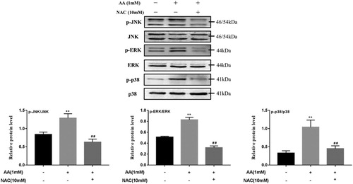 Figure 4. Effects of NAC on AA induced MAPK pathway activation. p-JNK, JNK, p-ERK, ERK, p-p38 and p38 protein expression were tested by Western blot – analysis. The values are presented as means ± of SD (n = 3). **P < 0.01, versus the un-treated KCs; ##p < 0.01, versus the AA-treated KCs.