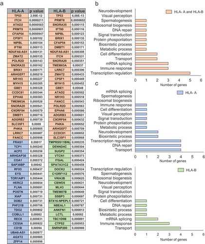 Figure 3. Functional analyses for mutated genes associated with high HLA-A and HLA-B expression levels. A. List of mutated genes associated (p < 0,001) with upregulation of HLA-A and HLA-B (orange), HLA-A (blue) and HLA-B (green). The total number of genes for each function for HLA-A and HLA-B jointly (B) and individually (C). The selection of genes and their respective functions are described in material and methods.