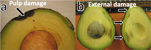 Figure 5. Mechanical damage due to vibrations (a) pulp damage and (b) external damage