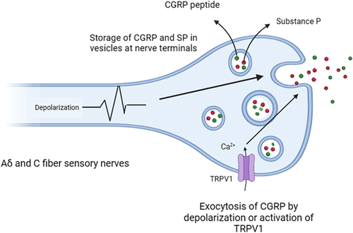 Figure 2. Schematic diagram of CGRP and SP release caused by TRPV1 activation. Substance P and CGRP-positive dorsal root ganglia (DRG) neurons often co-express transient receptor potential vanilloid (TRPV1) channel. When TRPV1 is activated, the conformation of TRPV1 changes, the channel opens, the permeability to cations (mainly Ca2+) increases, 1) the influx of cations such as Ca2+ produces depolarizing action potential;2) CGRP is packaged and co-released with substance P in a calcium dependent manner due to depolarization or increased intracellular calcium.