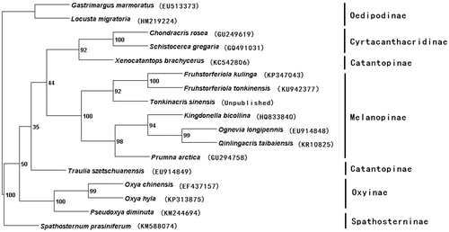 Figure 1. Phylogenetic relationship of the Catantopidae using mitochondrial PCGs and rRNAs combined dataset. (GenBank accession numbers are listed in parentheses after the species names).
