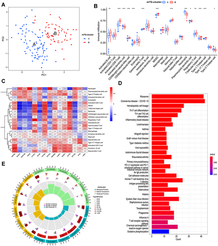 Figure 2 Immune Infiltration and functional enrichment analysis of m7G patterns. (A) Principal component analysis indicated that clustering was effective. (B) The 23 kinds of immune cell infiltration between m7G cluster A and B. (C) The correlation between m7G-related genes and immune cells. (D) The KEGG enrichment analysis of DEGs between m7G cluster A and B. (E) The GO functional analysis based on DEGs between m7G cluster A and B.