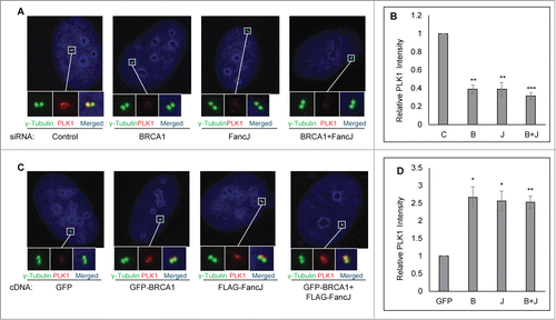 Figure 5. BRCA1 and FancJ cooperatively promote centrosome localization of PLK1 in mitomycin C treated cells. (A and B) Depletion of BRCA1, or FancJ, or both impedes centrosome localization of PLK1. U2-OS cells were first transfected with either Control siRNA (C), siRNA against BRCA1 (B), FancJ (J), or both BRCA1 and FancJ (B + J). Cells were treated with 0.5 μM MMC for 48 hours and then fixed in methanol and stained with antibodies against γ-Tubulin (green) and PLK1 (red). Nuclei were stained with DAPI (blue). (C and D) Overexpression of BRCA1, or FancJ, or both stimulates centrosome localization of PLK1. U2-OS cells were transfected with plasmid expressing either GFP, GFP-BRCA1 (B), FLAG-FancJ (J), or both GFP-BRCA1 and FLAG-FancJ (B + J). Cells were treated with 0.5 μM MMC for 48 hours and then fixed in methanol and stained with antibodies against γ-Tubulin (green) and PLK1 (red). Nuclei were stained with DAPI (blue). The intensity of centrosomal PLK1 in both (A) and (C) were measured and normalized against the intensity of γ-Tubulin in more than 30 cells. All error bars are standard deviation obtained from 3 different experiments. Standard 2-sided t test: *P < 0.05, **P < 0.01, ***P < 0.001.