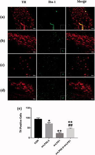 Figure 8. ET inhibited high doses of LPS-induced dopaminergic neuronal death. immunofluorescence double staining of SN for TH and Iba-1. red - TH; green -Iba-1 (n = 3 per group). The ipsilateral sides are shown. The microscopy images were taken with 200 μm of magnification and the squares represent the approximation to 100 μm. (a) control group (b) 4 × LPS0.5 group (c) 4 × LPS1 group (d) 4 × LPS0.5 + 4 × LPS1 group (e) Representative quantification of TH. Values represent mean ± SD. Statistical significance was determined by ANOVA with post hoc LSD tests, *p < .05, **p < .01 versus control group; ##p < .01 versus 4 × LPS1 group.