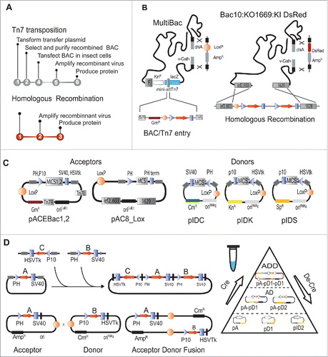 Figure 2. Baculovirus multigene expression tools. (A) Flowcharts for production of recombinant viruses and protein expression protein production using either Tn7-mediated transposition (top) or homologous recombination (bottom) are shown. (B) Construction of recombinant baculovirus genomes are shown in a schamtic representation. Transposition of an expression cassette embedded between the Tn7L and Tn7R DNA sequence into the Tn7 attachment site of the baculoviral genome is illustrated on the left (from Ref. 8). Homologous recombination combining a linearized baculoviral DNA genome and a transfer plasmid for inserting the gene(s) of interest is shown on the right (from Ref. 13). Most currently used viral genomes contain deletions of the genes encoding for chiA and V-cath, a chitinase and protease, respectively, shown to be detrimental for protein production and stability. This locus can be used to insert foreign genes including fluorescent makers such as YFP or the DsRed protein to monitor virus performance and protein production. A LoxP site-specific recombination site, inserted at this position, allows to generate composite viral genomes by in vivo Cre-LoxP fusion in E. coli with a customized transfer plasmids containing a conditional replication origin.Citation9 (C) Multigene assembly DNA tools used in tandem recombineering (TR) are shown. So-called Acceptor and Donor plasmids contain multiple cloning sites (MCS) to insert genes of interest by conventional or samless cloning methods of choice. Genes are placed typically under the control of late baculoviral promoters (PH or p10) and eukaryotic polyadenylation signals (PH ter, SV40 or HSVtk). Acceptors and Donors possess multiplications modules (gray rectangles) located on both sides of the expression cassette as well a loxP site (circle filled in orange). (D) For multi-gene construct generation using multiplication modules, individual expression cassettes are excised by digestion with a pair of endonucleases and inserted via compatible restriction sites into the multiplication module of a progenitor plasmid. Following ligation, the restriction sites used for integration are eliminated and multiplication can be repeated iteratively using the intact multiplication module in the inserted cassette.Citation9 Plasmids thus charged with several genes of interest can be fused by Cre mediated recombination via the LoxP sites. Acceptors have a regular origin of replication (ori ColE1), whereas donors have a conditional origin derived from R6Kγ phage (ori R6Kγ), facilitating multigene assembly.Citation21,30,39
