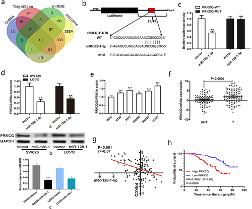 Figure 3. The target of miR-128-1-5p in CRC.