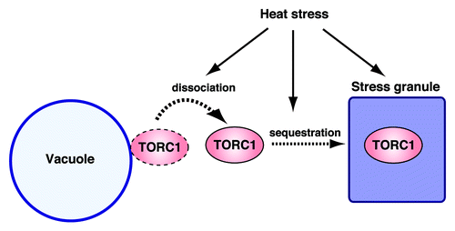 Figure 1. Heat stress triggers TORC1 sequestration into stress granules. TORC1 is normally localized in the vicinity of the vacuolar membrane. Under heat stress, TORC1 dissociates from the vacuolar membrane and relocalizes to the stress granules, a process underpinning the protective response to heat-induced cellular damage.