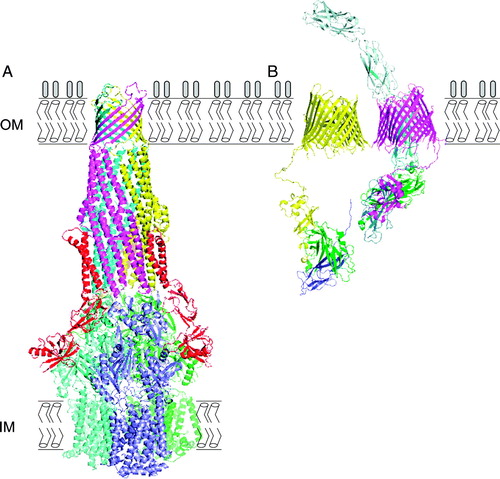 Figure 2.  Functional significance of protein oligomerization in the bacterial outer membrane. (A) Model for the TolC-AcrA-AcrB acridine efflux pump Citation[85]. The three monomers in TolC, AcrA and AcrB trimers are colored yellow, magenta and cyan, red, orange, maroon, slate, greencyan. (B) Model of three-subunit assembly intermediate of the type 1 pilus bound to the FimD usher twinned pore Citation[50]. The twinned pores are shown in yellow and magenta, with the FimH, FimG and FimF subunits and FimC chaperone shown in skyblue, cyan, blue, and green, respectively. The model includes a newly recruited chaperone subunit complex (FimC:FimA in green:dark blue) bound to the N-terminal domain of the second usher pore/monomer. Figure is prepared using pymol.