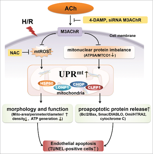 Figure 8. Proposed schematic of the mechanism by which ACh protects the endothelium against H/R injury. ACh decreases expression of the UPRmt by inhibiting mtROS formation and suppressing the mitonuclear protein imbalance during H/R, presumably through M3AChR. Consequently, ACh reduces the release of pro-apoptotic proteins (Smac/DIABLO, Omi/HtrA2, cytochrome C) and preserves endothelial mitochondrial ultrastructure and function, thus reducing the number of TUNEL-positive cells.